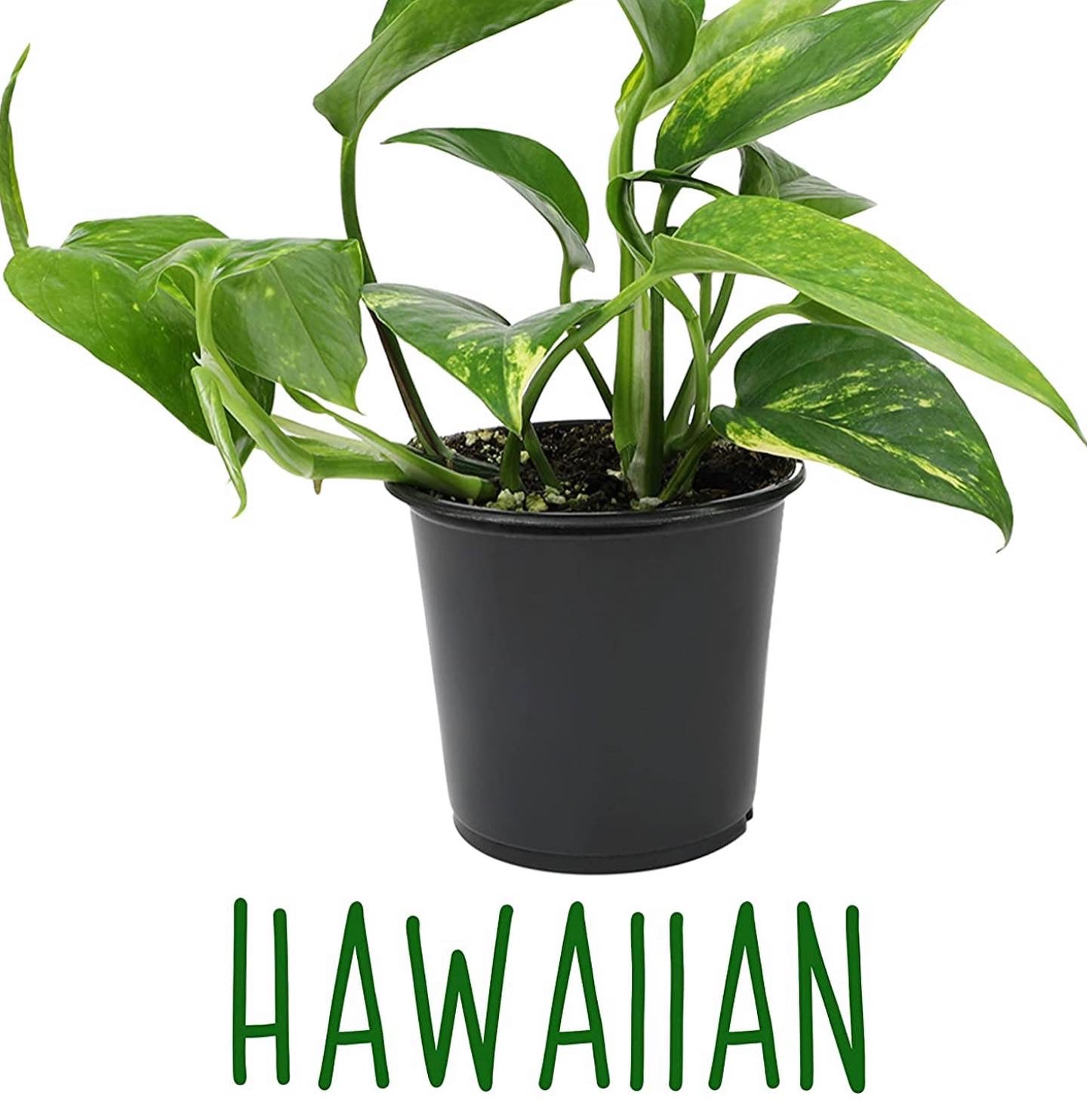 Live variety pack of 4 indoor houseplants