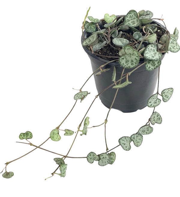 String of Hearts (Ceropegia woodii) Live Indoor Houseplant, 4” Nursery Pot