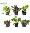 Easy to Grow Houseplants (6 Pack). *Plants may vary.*