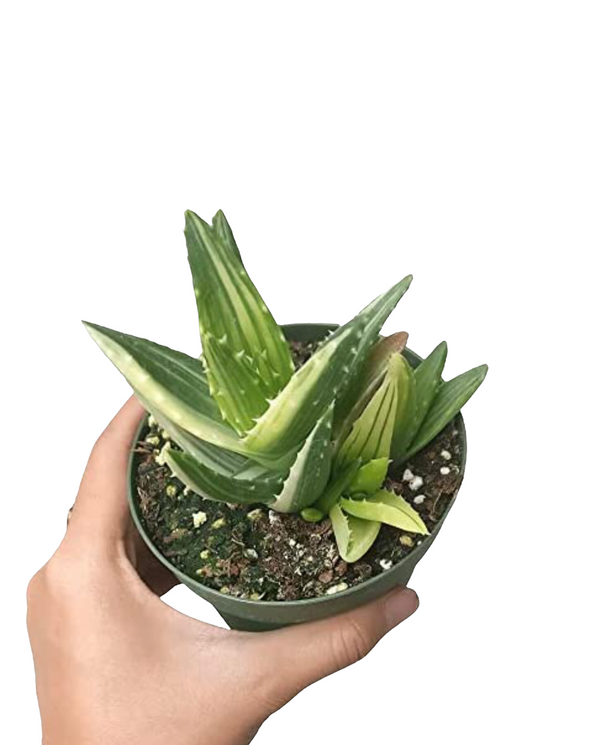 Variegated Aloe Plants Rare Succulent (4 inch)