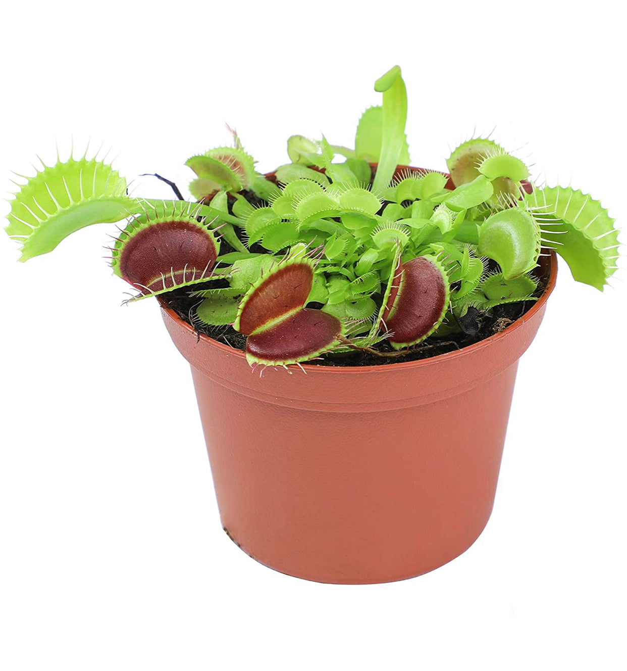 Dionaea Muscipula Venus Fly Trap Plant