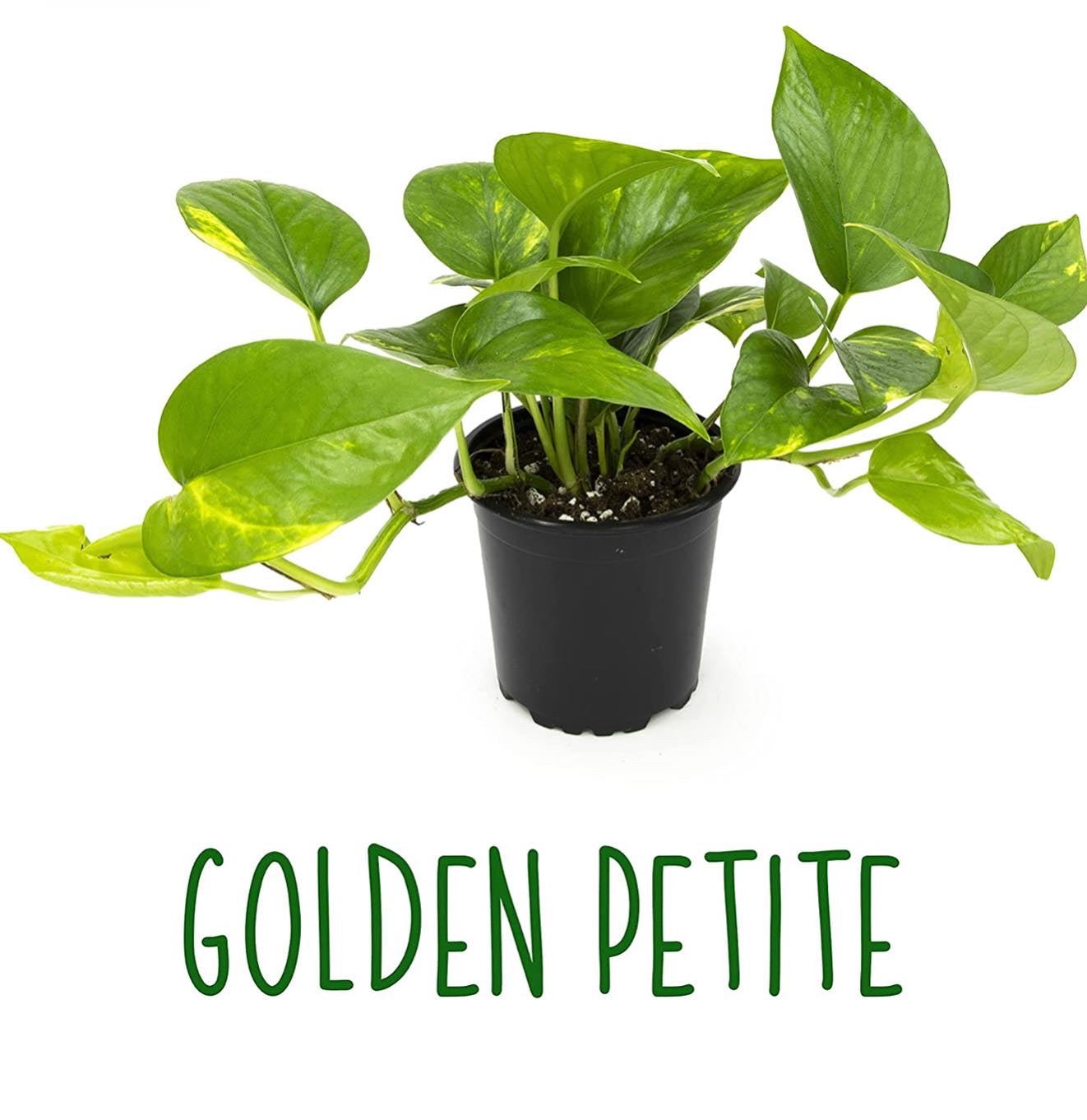 Live variety pack of 4 indoor houseplants