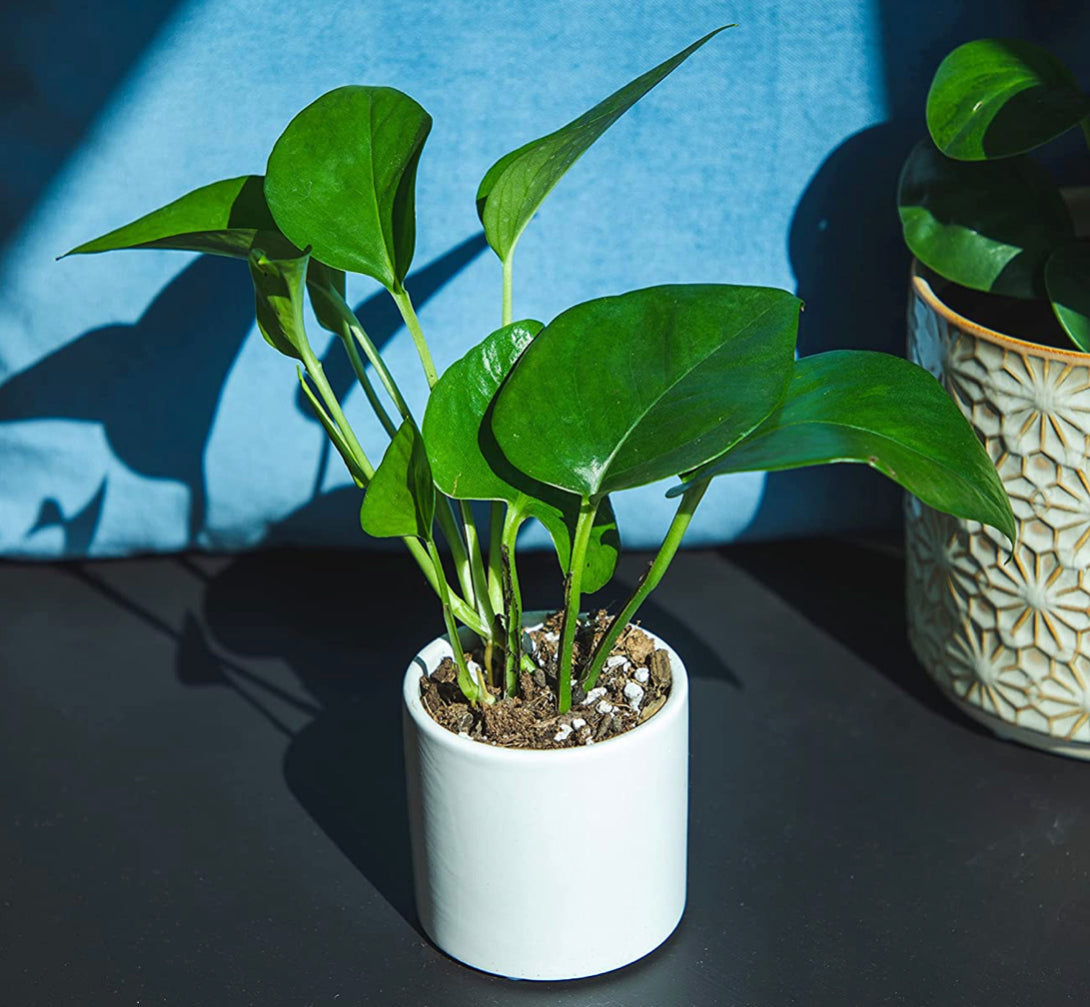 Easy to Grow Houseplants (6 Pack). *Plants may vary.*