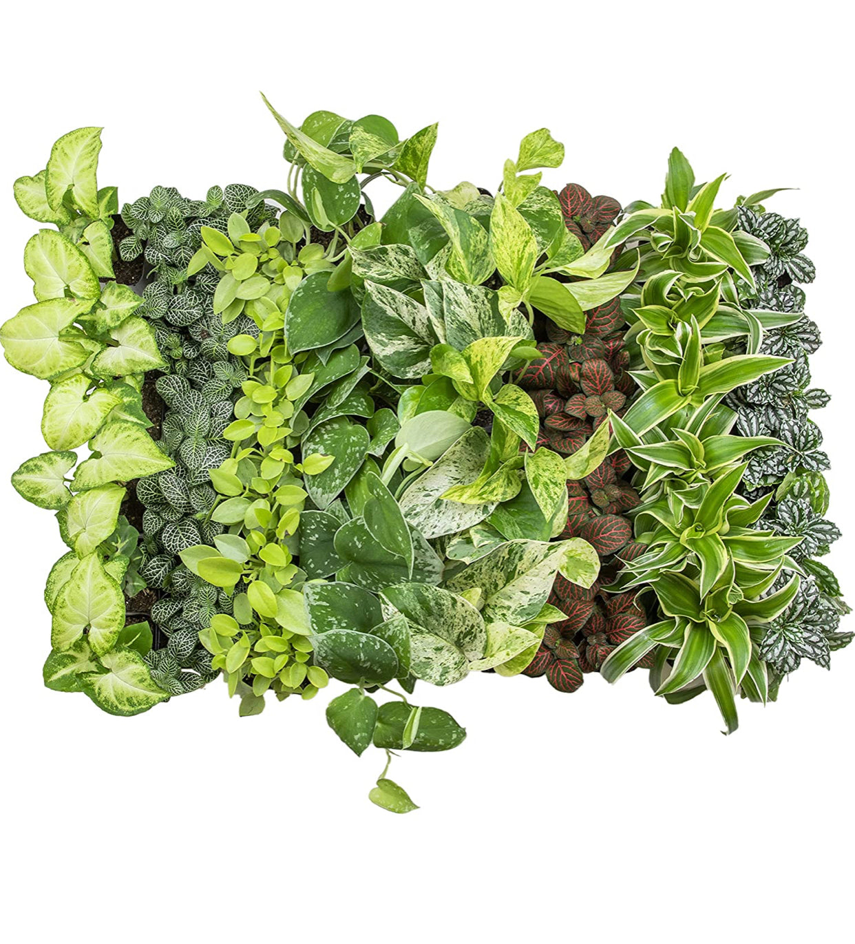 Easy to Grow Houseplants (6 Pack). *Plants may vary.*