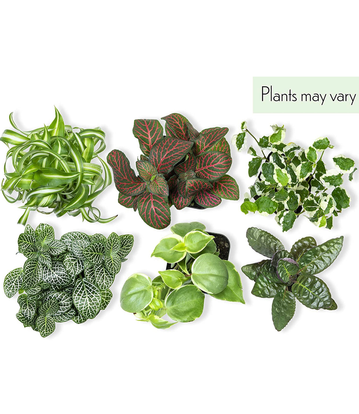 Easy to Grow Houseplants (6 Pack). *Plants may vary.*