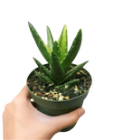 Variegated Aloe Plants Rare Succulent (4 inch)
