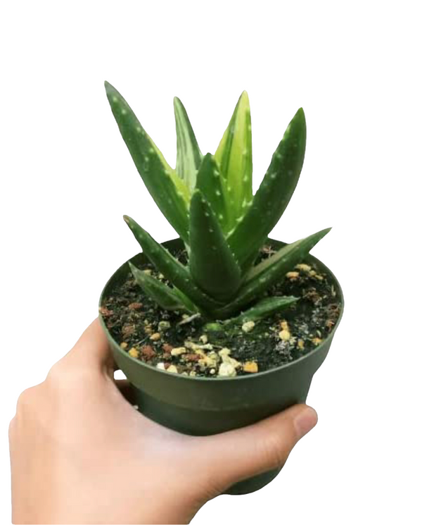Variegated Aloe Plants Rare Succulent (4 inch)