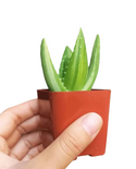 Variegated Aloe Plants Rare Succulent (4 inch)