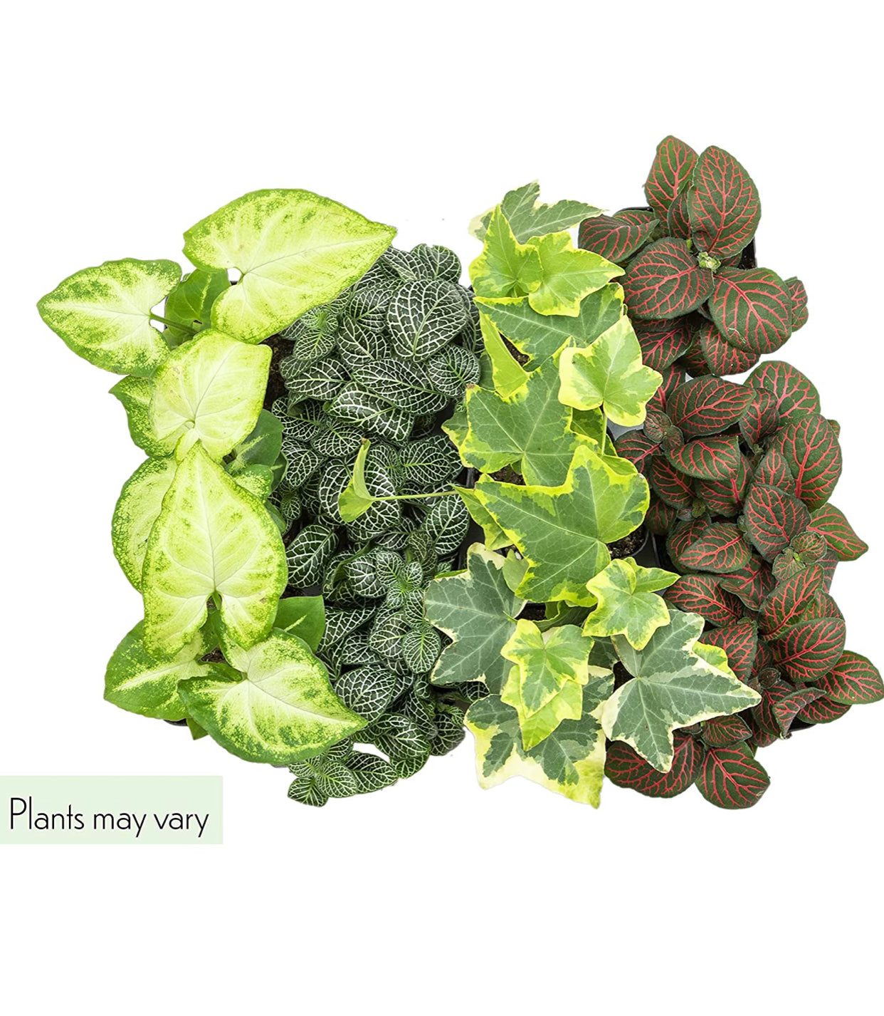 Easy to Grow Houseplants (6 Pack). *Plants may vary.*