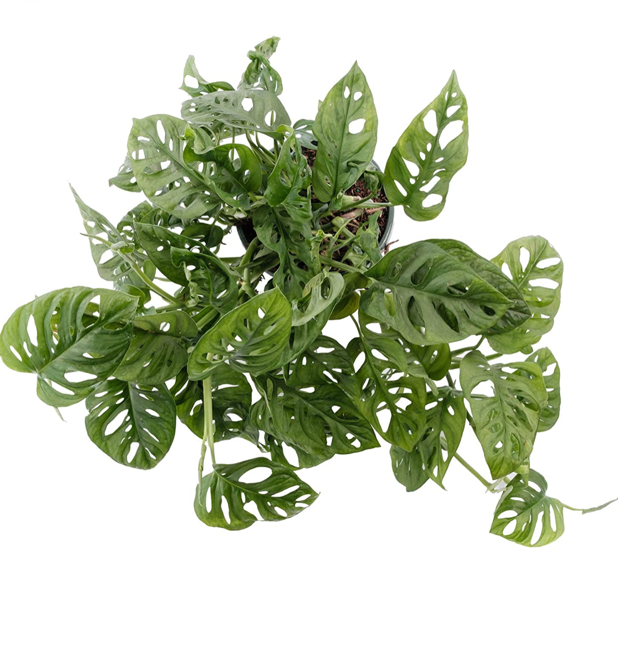 Monstera adansonii (Swiss-Cheese Plant), Live Indoor Houseplant, 8”  Nursery Pot