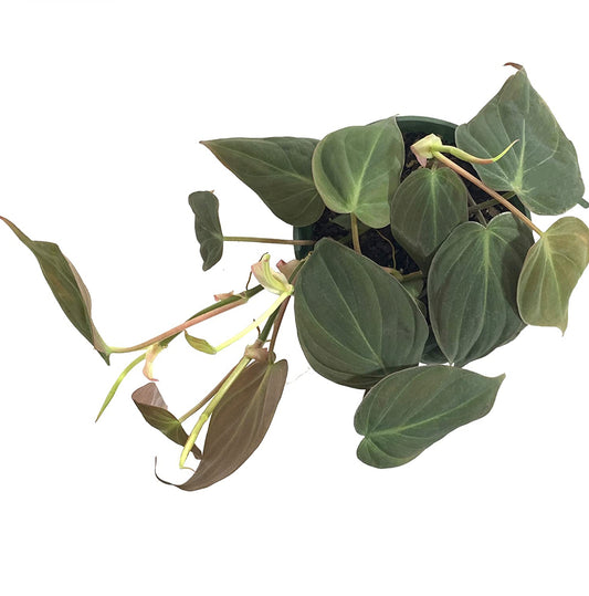 Philodendron Micans (Velvet Leaf Philodendron) Live Indoor Houseplant, 4” Nursery Pot