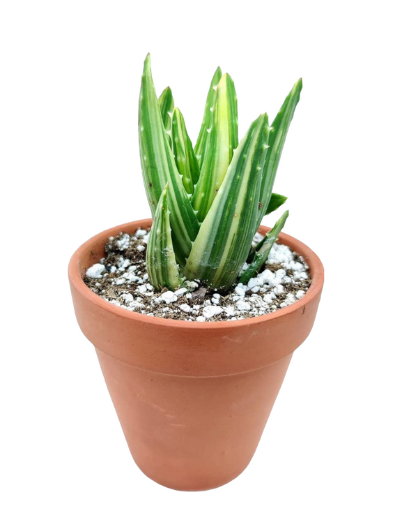 Variegated Aloe Plants Rare Succulent (4 inch)