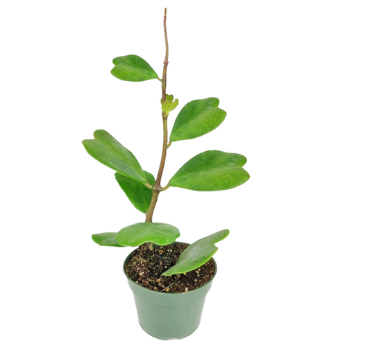 Trailing Hoya Kerrii Heart Plant