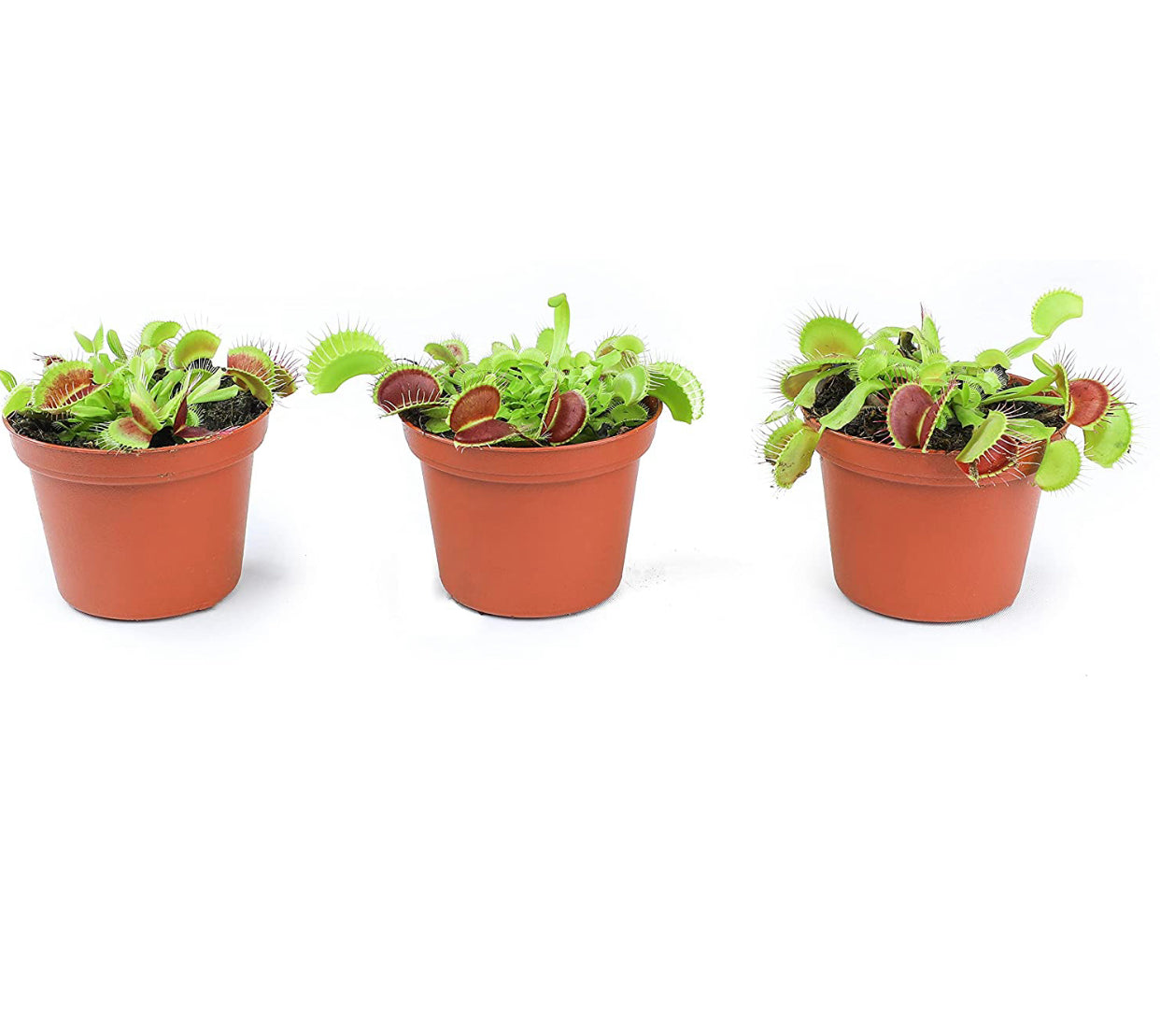Dionaea Muscipula Venus Fly Trap Plant