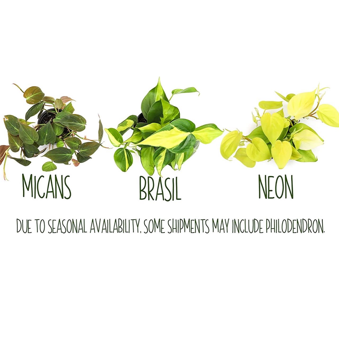 Live variety pack of 4 indoor houseplants