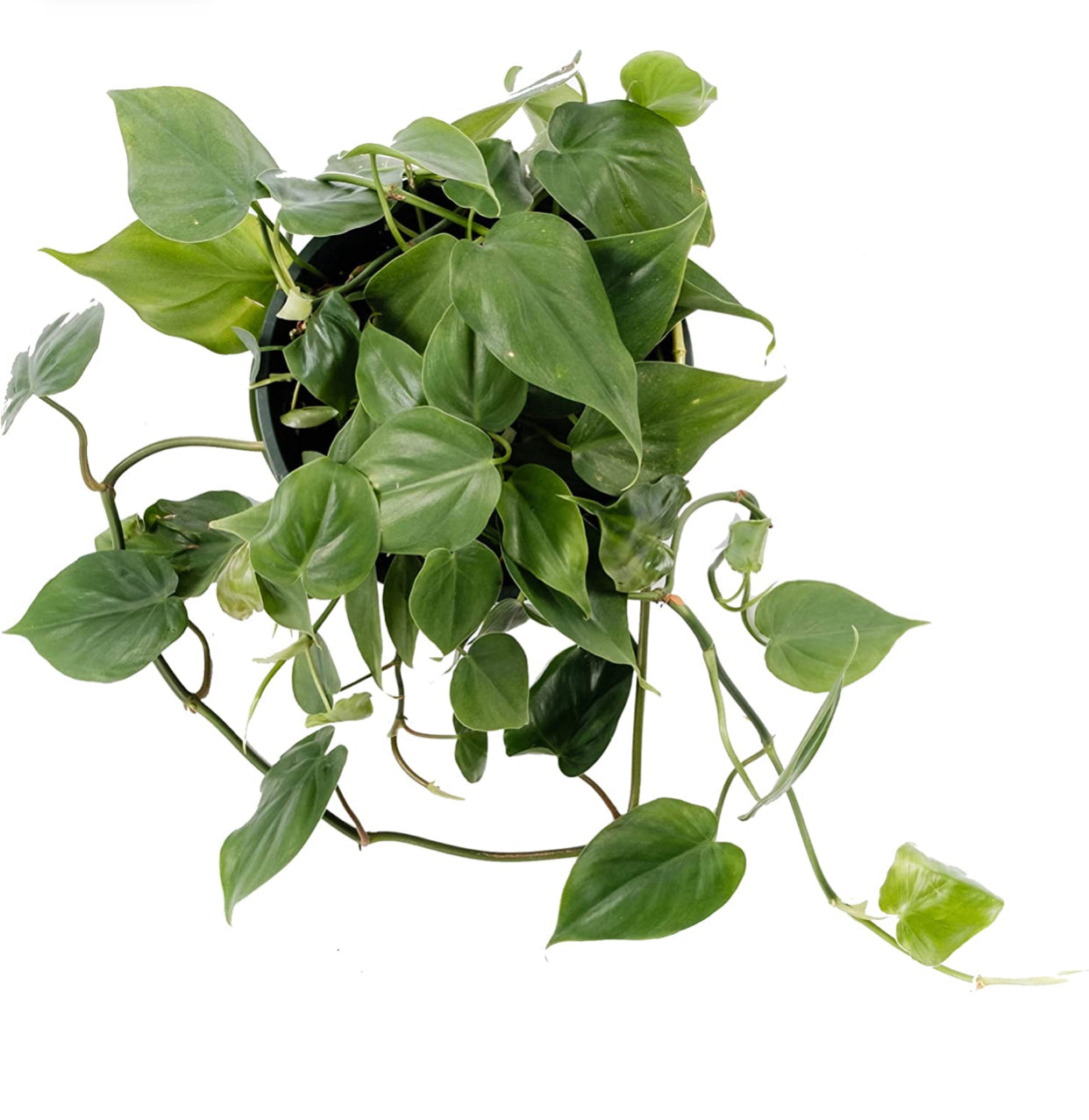 Cordatum Green (Philodendron cordatum, Heartleaf Philodendron), Live Indoor Houseplant, 8” Nursery Pot