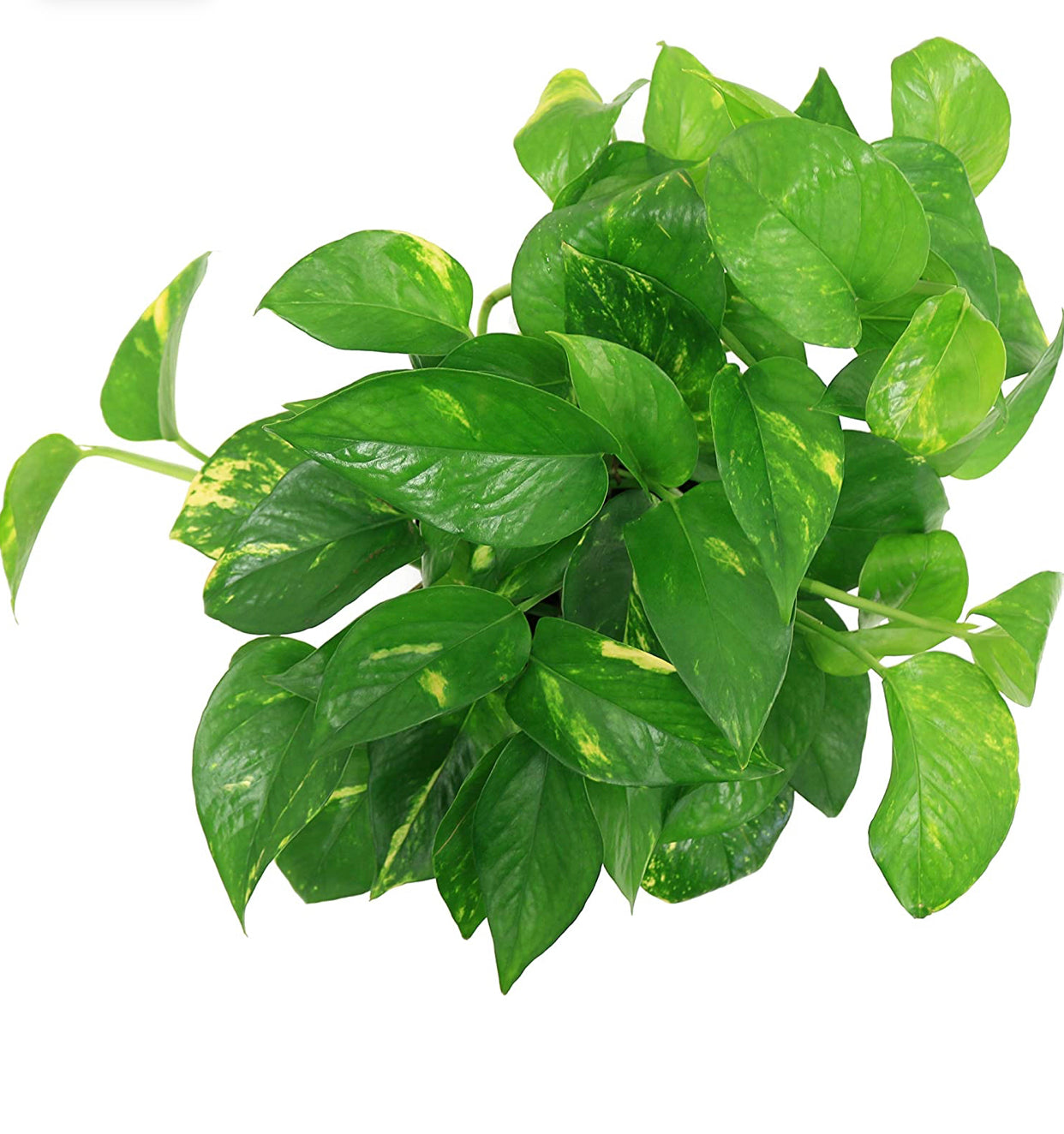Devil's Ivy Golden Pothos Live Indoor Plant 10-Inches Tall, Grower's Pot