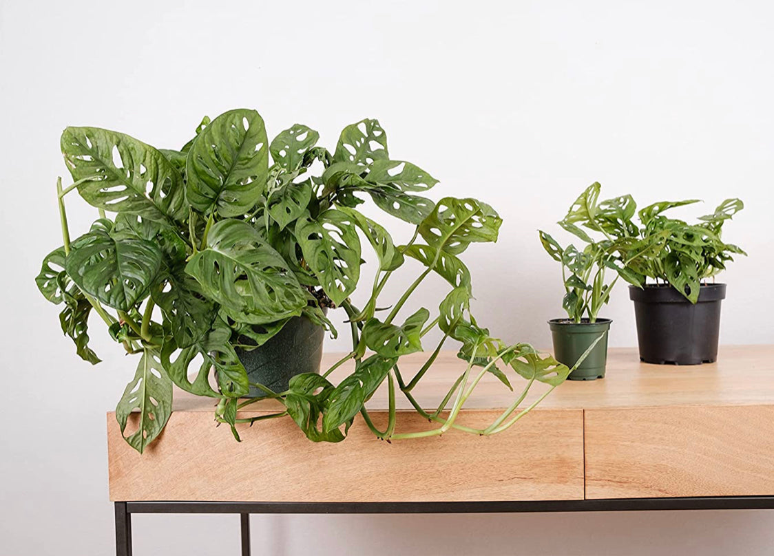Monstera adansonii (Swiss-Cheese Plant), Live Indoor Houseplant, 8”  Nursery Pot