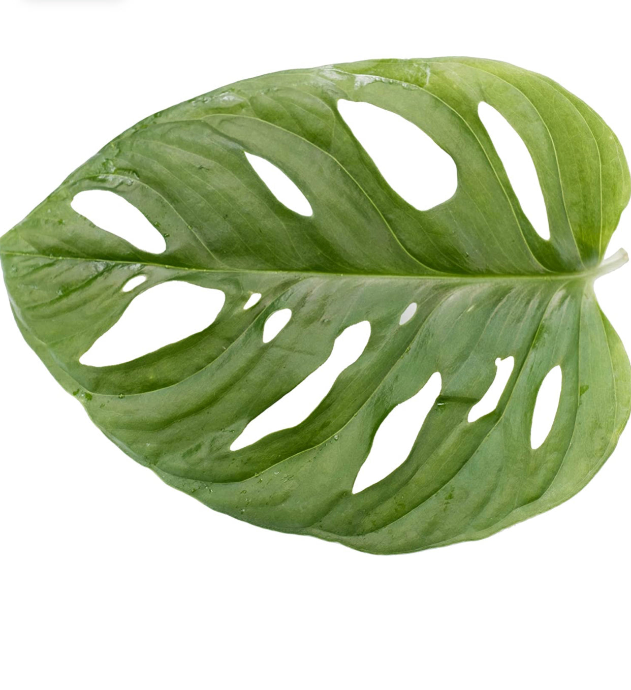 Monstera adansonii (Swiss-Cheese Plant), Live Indoor Houseplant, 8”  Nursery Pot