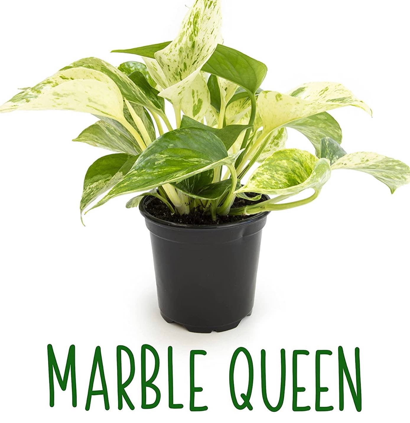 Live variety pack of 4 indoor houseplants