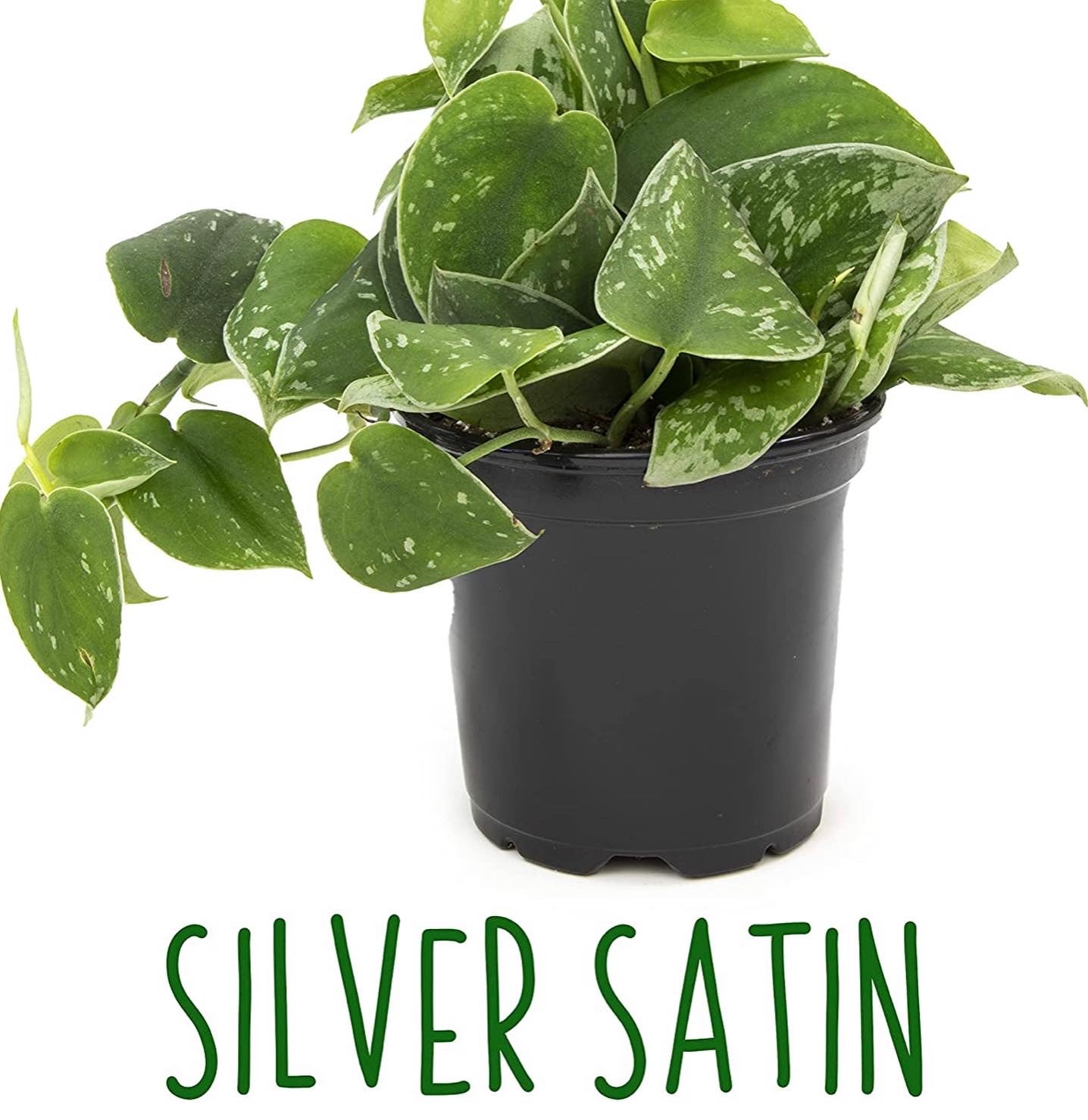 Live variety pack of 4 indoor houseplants