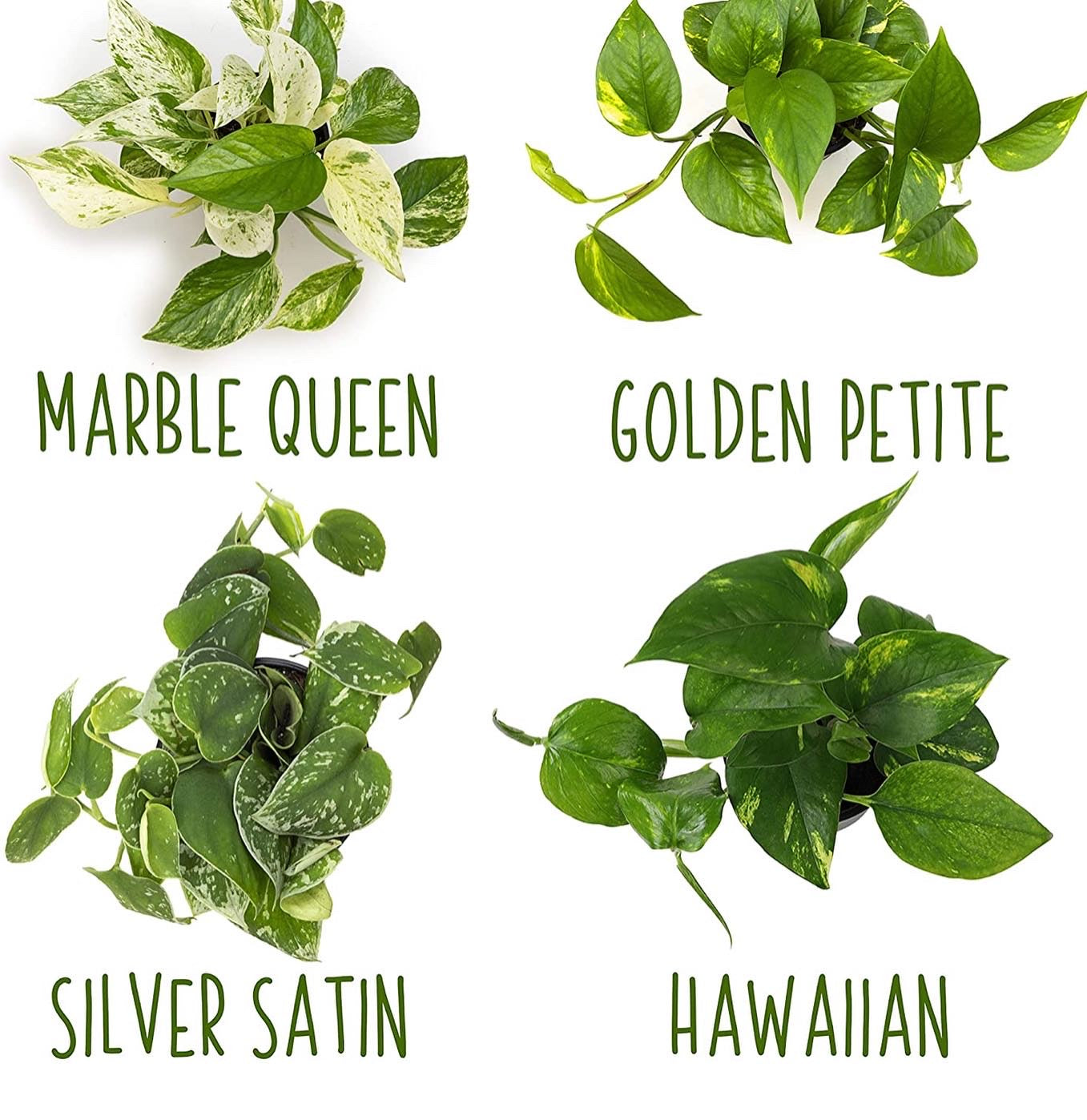 Live variety pack of 4 indoor houseplants