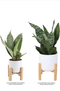 Snake, Sansevieria 4.25-Inch