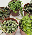 Set of 5: Set, Variegated String of Pearls, Turtles, Hearts, and Needles, Premium Collection, in 2 inch pots