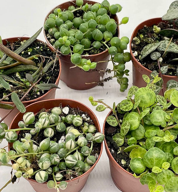 Set of 5: Set, Variegated String of Pearls, Turtles, Hearts, and Needles, Premium Collection, in 2 inch pots
