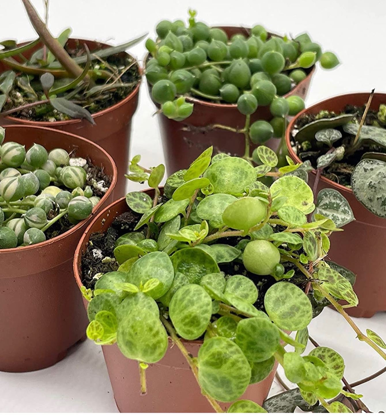 Set of 5: Set, Variegated String of Pearls, Turtles, Hearts, and Needles, Premium Collection, in 2 inch pots