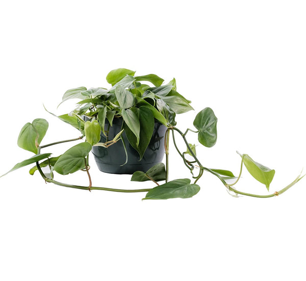 Cordatum Green (Philodendron cordatum, Heartleaf Philodendron), Live Indoor Houseplant, 8” Nursery Pot