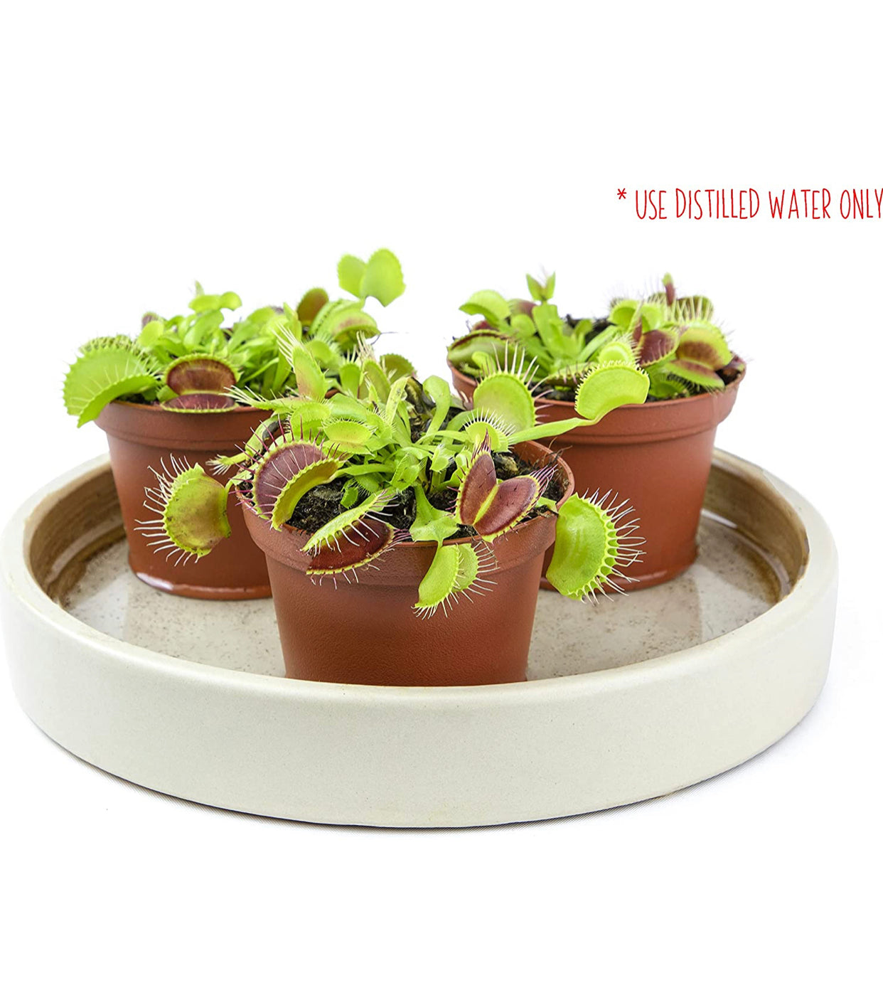 Dionaea Muscipula Venus Fly Trap Plant