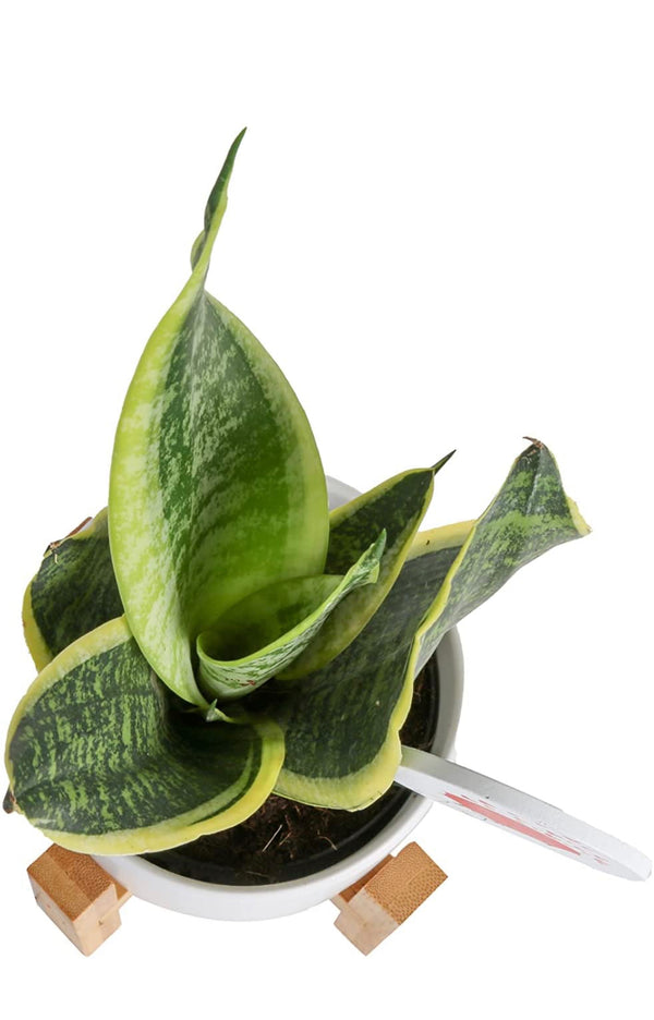 Snake, Sansevieria 4.25-Inch