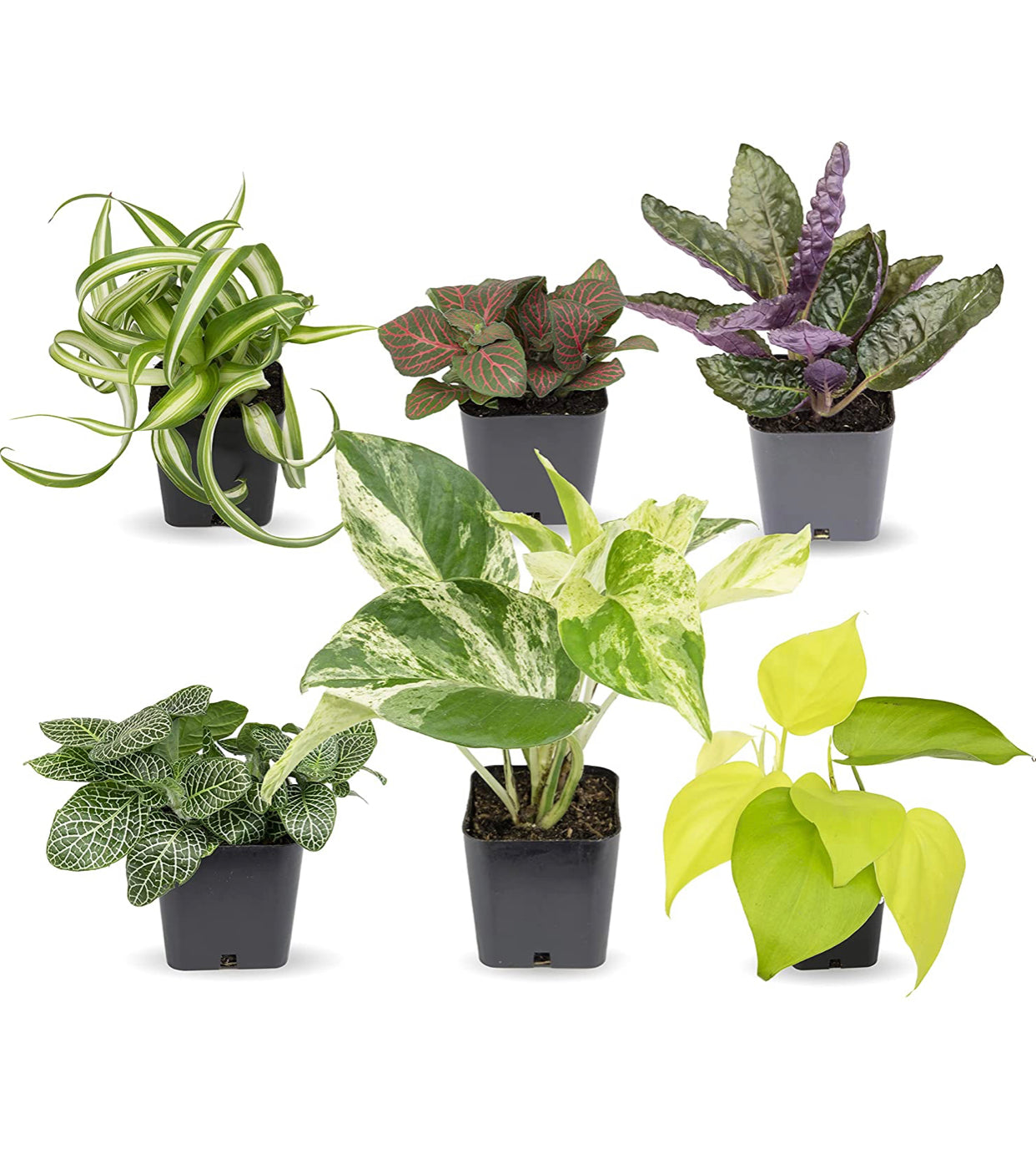 Easy to Grow Houseplants (6 Pack). *Plants may vary.*