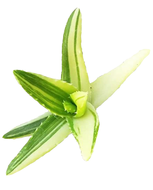 Variegated Aloe Plants Rare Succulent (4 inch)