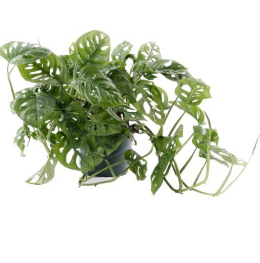 Monstera adansonii (Swiss-Cheese Plant), Live Indoor Houseplant, 8”  Nursery Pot